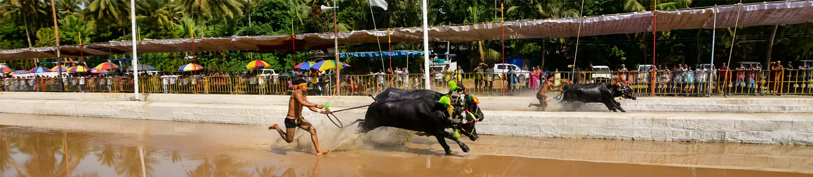Kambala Festival
